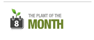planta del mes