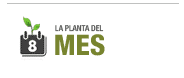 planta del mes